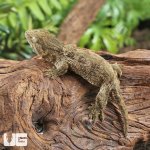ug_ Baby Nu Ana x Nu Ami Leachianus Gecko_3.jpg