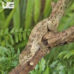 ug_ Baby Nu Ana x Nu Ami Leachianus Gecko_2.jpg