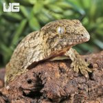 ug_ Baby Nu Ana x Nu Ami Leachianus Gecko_1.jpg