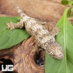 ug_Yate Leachianus Gecko_4.jpg