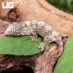 ug_Yate Leachianus Gecko_1.jpg