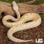 ug_Baby Female Banana Pastel Leopard OD Mahogany Het Clown Ball Python _3.jpg