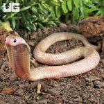 ug_Javan Spitting Cobra_4.jpg