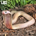 ug_Javan Spitting Cobra_3.jpg