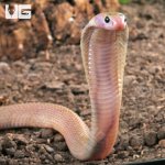 ug_Javan Spitting Cobra_2.jpg