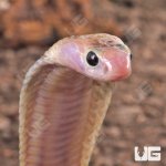 ug_Javan Spitting Cobra_1.jpg