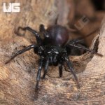 ug_Chinese Funnel Web Spider_4.jpg