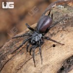 ug_Chinese Funnel Web Spider_3.jpg
