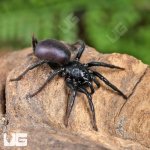 ug_Chinese Funnel Web Spider_2.jpg