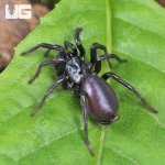 ug_Chinese Funnel Web Spider_1.jpg