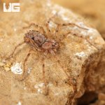 ug_Ecuadorian Six Eyed Sand Spider_5.jpg