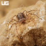 ug_Ecuadorian Six Eyed Sand Spider_4.jpg