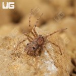 ug_Ecuadorian Six Eyed Sand Spider_3.jpg