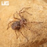 ug_Ecuadorian Six Eyed Sand Spider_2.jpg