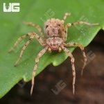 ug_Ecuadorian Six Eyed Sand Spider_1.jpg