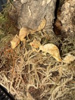 IMG_8352.jpeg
