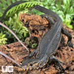 ug_Sulawesi Black Water Monitor_4.jpg