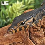 ug_Sulawesi Black Water Monitor_3.jpg