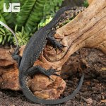 ug_Sulawesi Black Water Monitor_2.jpg