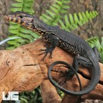 ug_Sulawesi Black Water Monitor_1.jpg