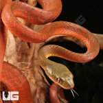 ug_Black_Headed_Cat_Snake_5.jpg