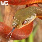 ug_Black_Headed_Cat_Snake_3.jpg