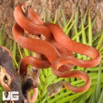 ug_Black_Headed_Cat_Snake_4.jpg