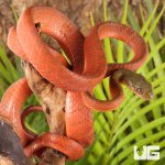 ug_Black_Headed_Cat_Snake_2.jpg
