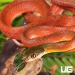ug_Black_Headed_Cat_Snake_1.jpg