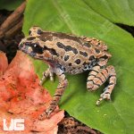 ug_Hasselts_Litter_Frog_5.jpg