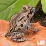 ug_Hasselts_Litter_Frog_4.jpg