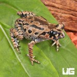 ug_Hasselts_Litter_Frog_1.jpg