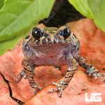 ug_Hasselts_Litter_Frog_3.jpg