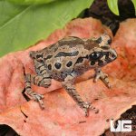 ug_Hasselts_Litter_Frog_2.jpg