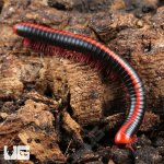ug_Red_Avatar_Millipede_4.jpg