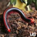 ug_Red_Avatar_Millipede_3.jpg