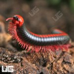 ug_Red_Avatar_Millipede_2.jpg