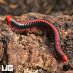 ug_Red_Avatar_Millipede_1.jpg