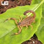 ug_Chinese_Swimming_Scorpion_4.jpg