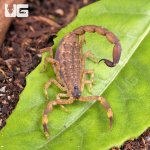 ug_Chinese_Swimming_Scorpion_3.jpg