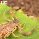ug_Chinese_Swimming_Scorpion_2.jpg