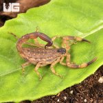 ug_Chinese_Swimming_Scorpion_1.jpg