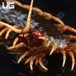 ug_Mt. Slamet Centipede_4.jpg