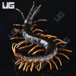 ug_Mt. Slamet Centipede_3.jpg