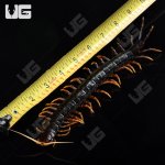 ug_Mt. Slamet Centipede_2.jpg