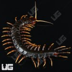ug_Mt. Slamet Centipede_1.jpg