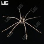ug_White Flanked Fishing Spider_4.jpg