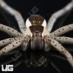 ug_White Flanked Fishing Spider_3.jpg