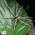 ug_White Flanked Fishing Spider_5.jpg