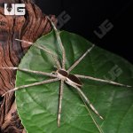 ug_White Flanked Fishing Spider_2.jpg